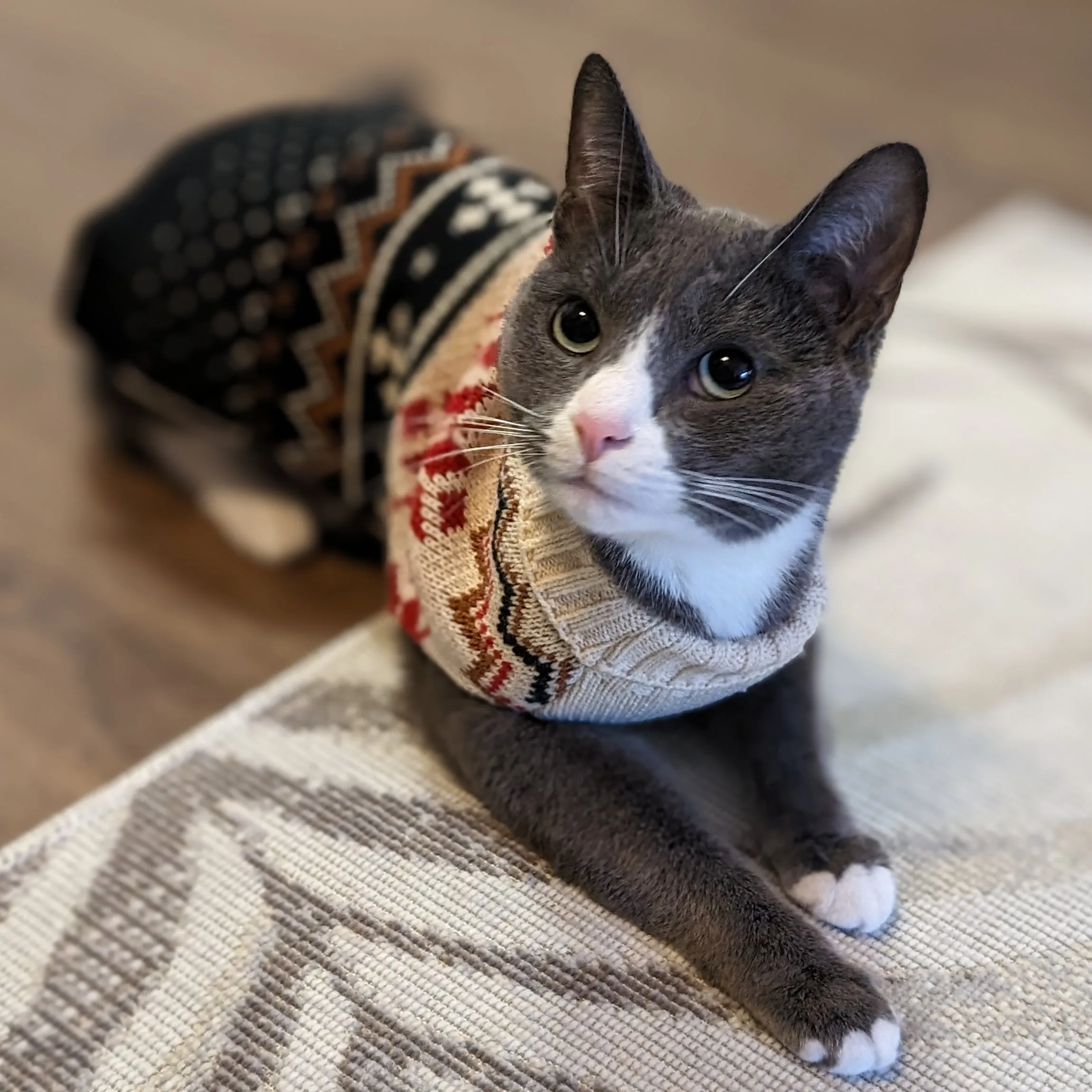 Purrfect Pekoe Pekoe the cat in her holiday sweater